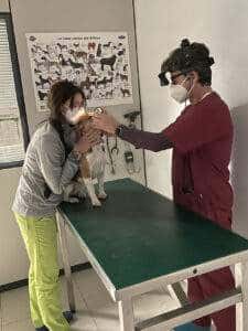 Visita oculistica veterinaria Vicenza