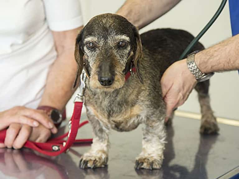 Visite Ambulatoriali veterinarie