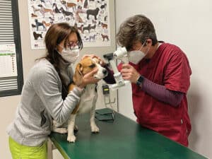 Visite Oculistiche veterinarie